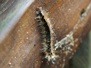 Caterpillar on log