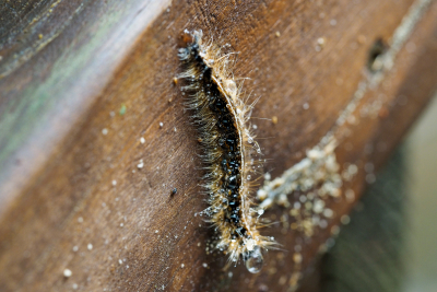 Caterpillar on log